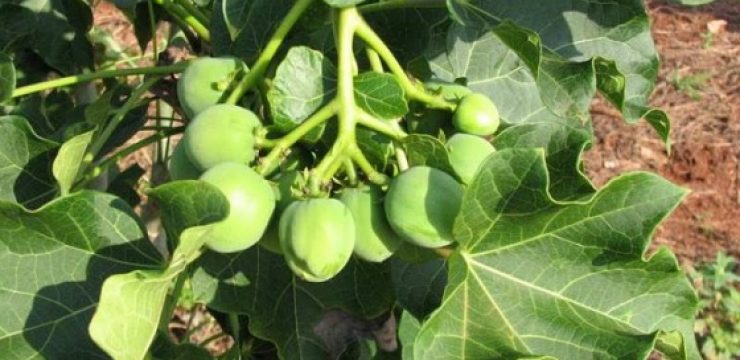 energy-Jatropha-fruits-8.jpg