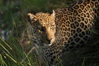 Land Rover Revs Up Omani Leopard Conservation Program