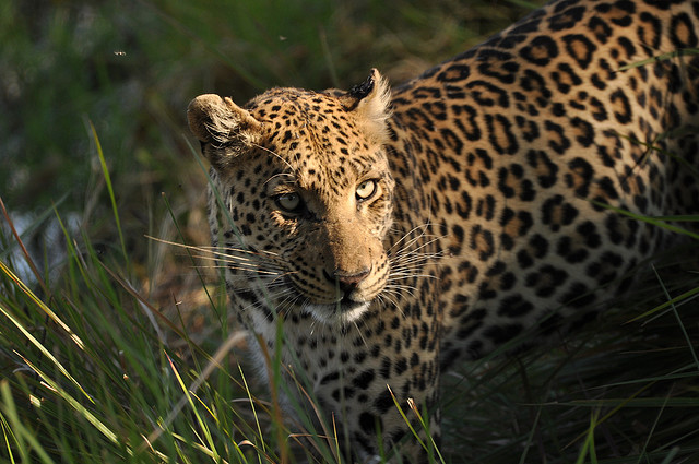 leopard wildlife conservation