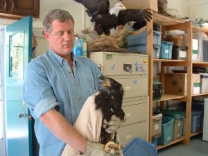 Why Starving Bald Eagles Are Dropping From the Sky