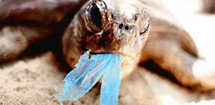 turtle-plastic.jpg