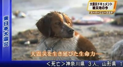 Japan’s Nuclear “Dead Zone” Dogs and Cats