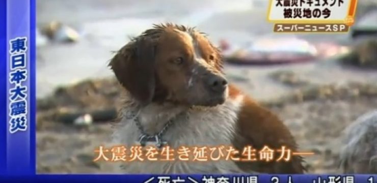Abandonded-Japanese-dog.jpg