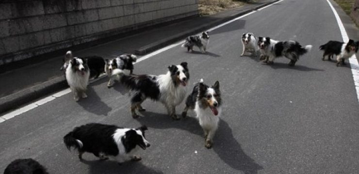 Abandoned-shelties-in-Japan1.jpg