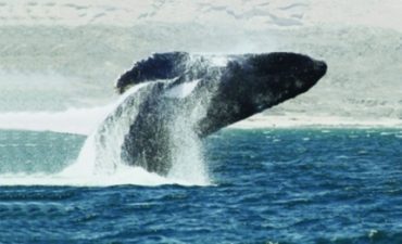 New Arabian Humpback Whale Species Located in Oman