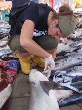 A Day In the Life of A Marine Scientist Rima Jabado