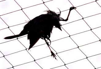 “Aflockalypse Now” Bird Deaths and HAARP Death Rays