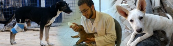 animal rights egypt photo