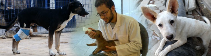 Picket at the Egyptian Zoo For All Animal Rights