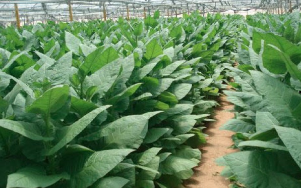 CollPlant Enables Vegan-Friendly Collagen