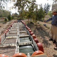 Treating greywater in Auja