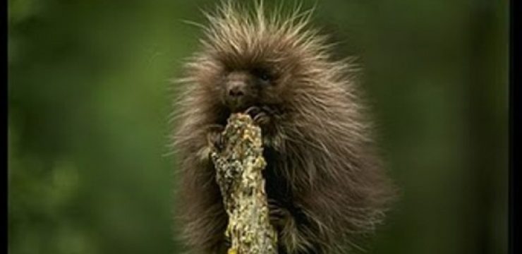 Porcupine-1590223.jpg