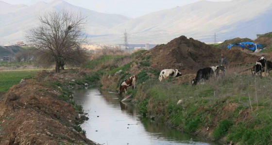 cow river iraq