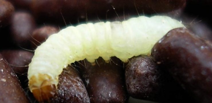 indianmeal-moth-larvae.jpg