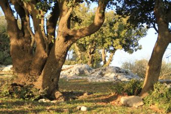 Trees In Jordan’s Ajloun Forest Still At Risk