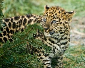 Live Baby Leopard Found In Suitcase En Route To Dubai