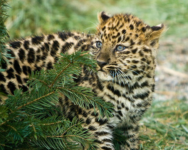 Live Baby Leopard Found In Suitcase En Route To Dubai