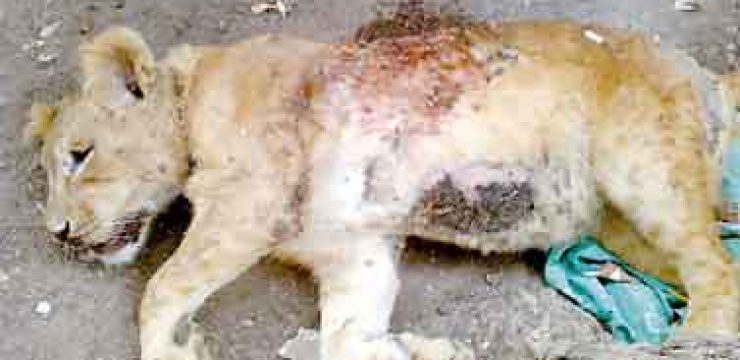 lion-cub-shot-dead-egypt.jpg