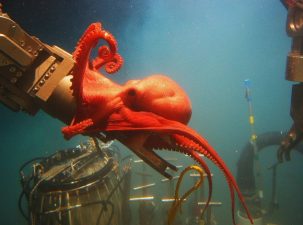 An Octopus Goal Keeper for the Next World Cup?