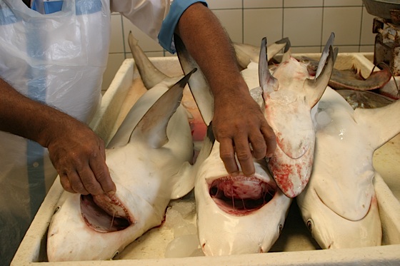 shark for sale shark fins for soup