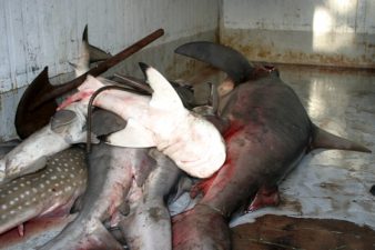 Reporter’s Notebook: Tasteless Dried Shark Fin For Sale