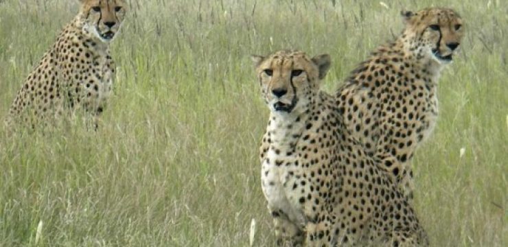 wild-cheetah-habitat1.jpg