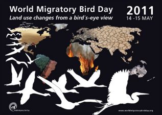 Nature Iraq Promotes World Migratory Bird Day