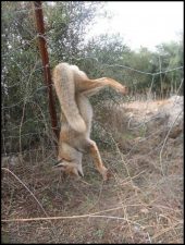 Thai Migrant Workers Poach Wildlife for Food in Israel