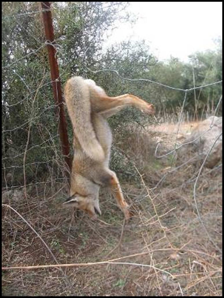 Thai Migrant Workers Poach Wildlife for Food in Israel