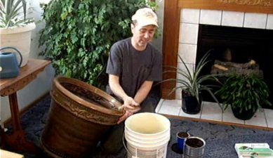 Make Compost In Your Living Room