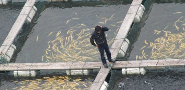 fish-farming.jpg
