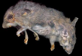 Asbestos Causes Mutant Mice in Israel