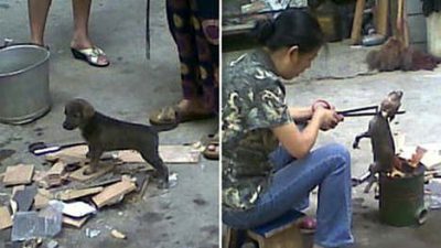 Stray Pups Cooked Alive in China