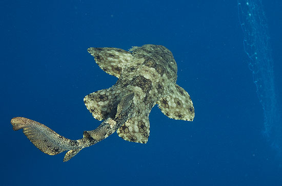 marine protected areas, marine conservation, pollution, overfishing, acidification