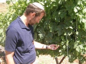 Israeli Farmers Get Useful Data on Microclimates – for Now
