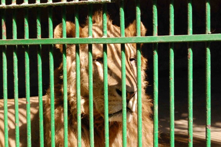 Corruption is Alive and Well at Egyptian Zoo