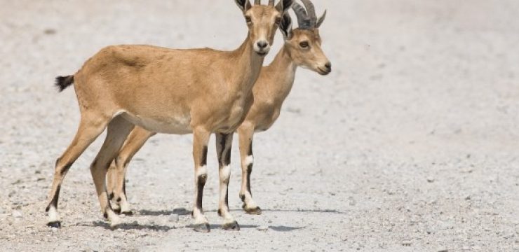 Pair-of-young-NubJudean-Desert-photo-by-Doron-Nissim1.jpg