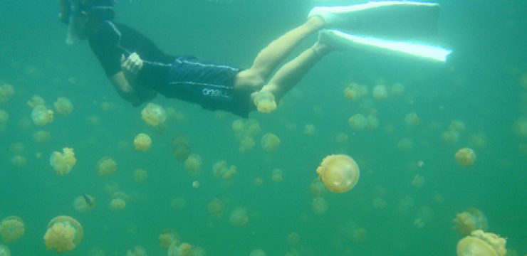jeely-fish-jellyfish-israel-lebanon-photo.jpg