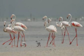 Greater Flamingos Return to Abu Dhabi Wetlands and Hopefully to Bu Tinah