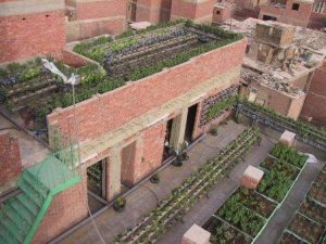 Egypt’s Urban Agriculture Movement is Growing!