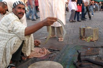 Making Cobras Swoon Is Not So Charming in Marrakech
