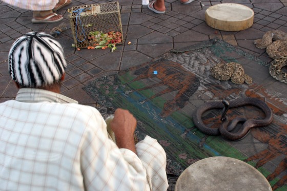 wildlife conservation, Morocco