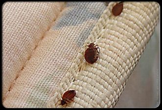 Bed bugs in the UAE