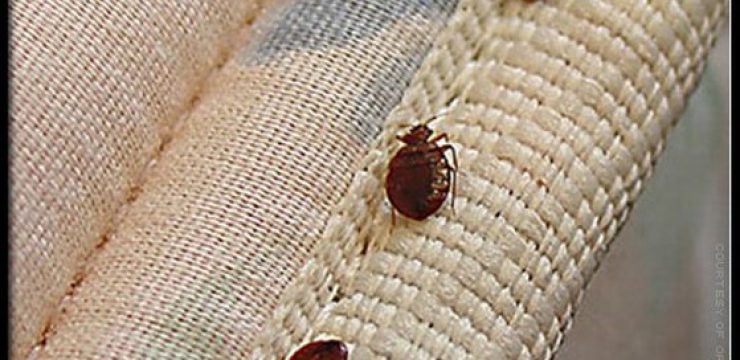 559_bedbugs_three_bedbugs_s8.jpg