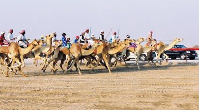 15 Racing Camels in Qatar Killed by Toxic Pesticide