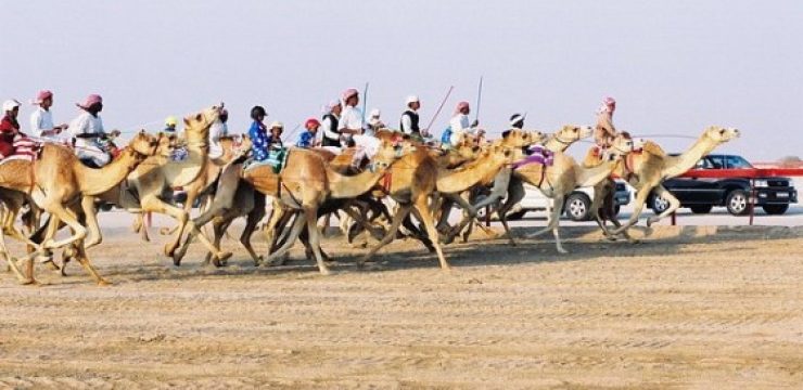 Camel-Racing-002-in-Qatar.jpg