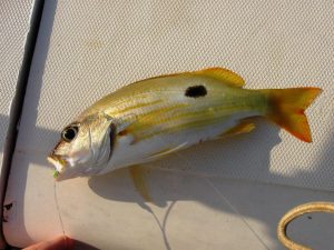 7 Gulf Fish That Are Totally OK To Eat