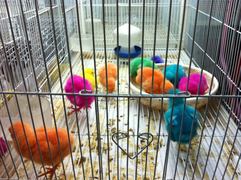 Do Fluorescent Chicks and Bunnies in Qatar Alienate Kids From Nature?