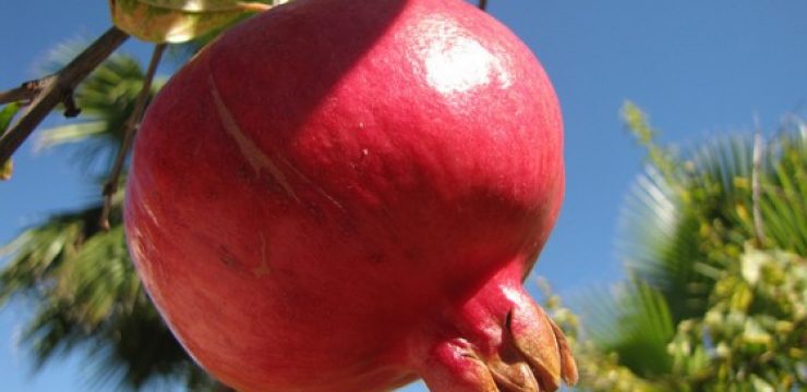 pomegranate.jpg