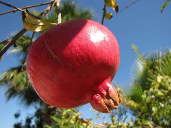 pomegranate middle east aphrodisiac